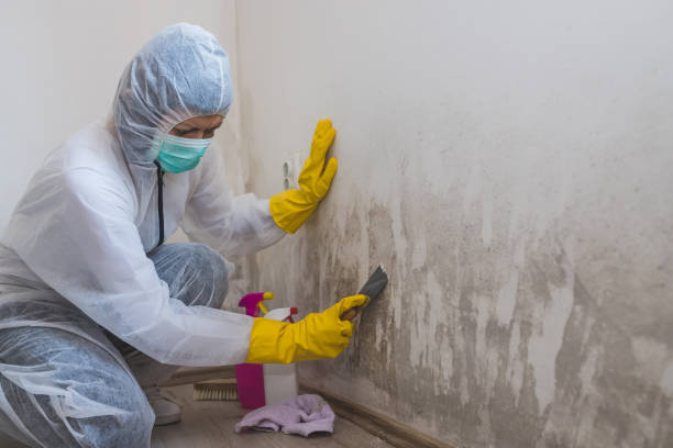 Mold Odor Removal Services in Apache, OK